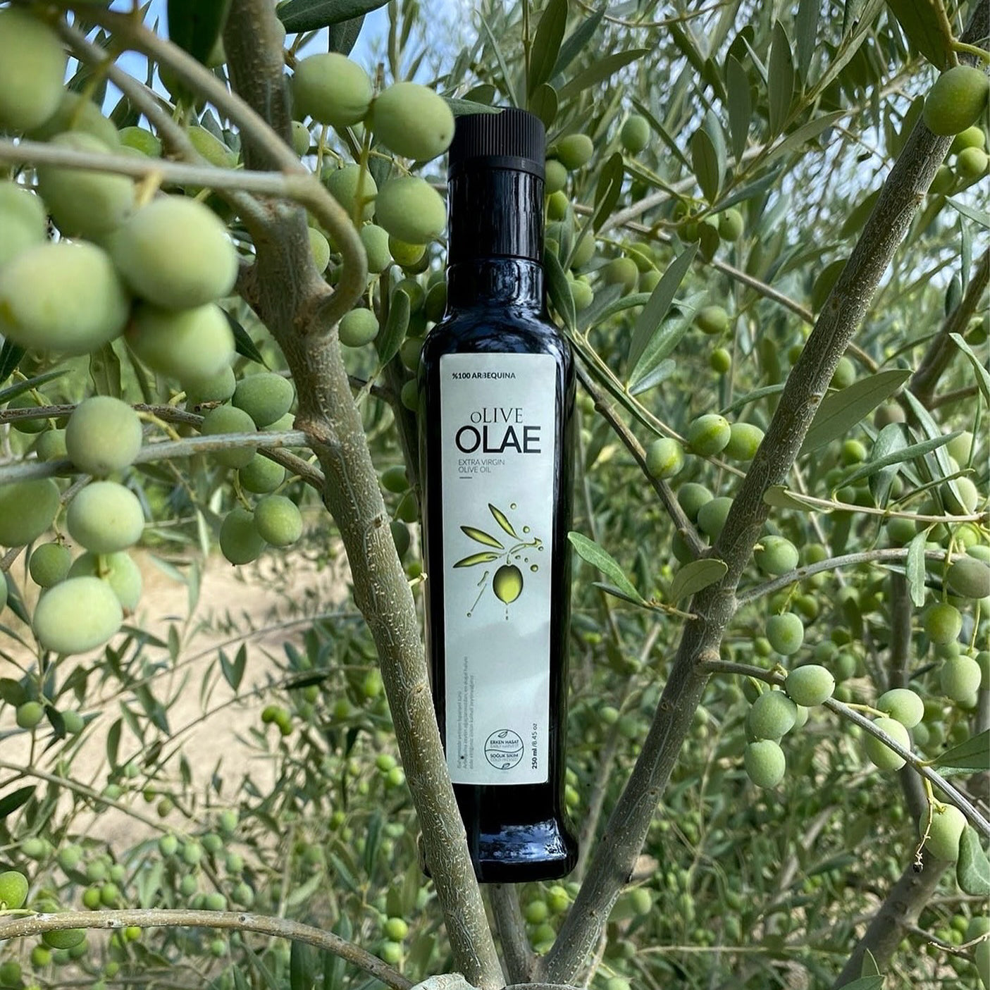 Erken Hasat Soğuk Sıkım Naturel Sızma Zeytinyağı - 500 ML Cam Şişe